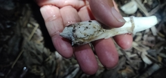 Leucoagaricus barssii