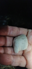 Leucoagaricus barssii