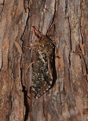 Dumbletonius characterifer