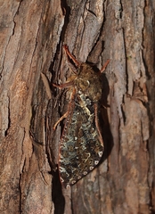 Dumbletonius characterifer