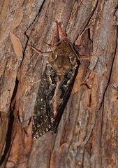 Dumbletonius characterifer