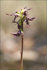 Genoplesium morrisii