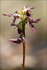 Genoplesium morrisii