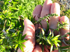 Artemisia verlotiorum