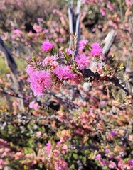 Melaleuca wilsonii