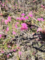 Melaleuca wilsonii