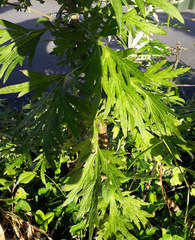 Artemisia verlotiorum