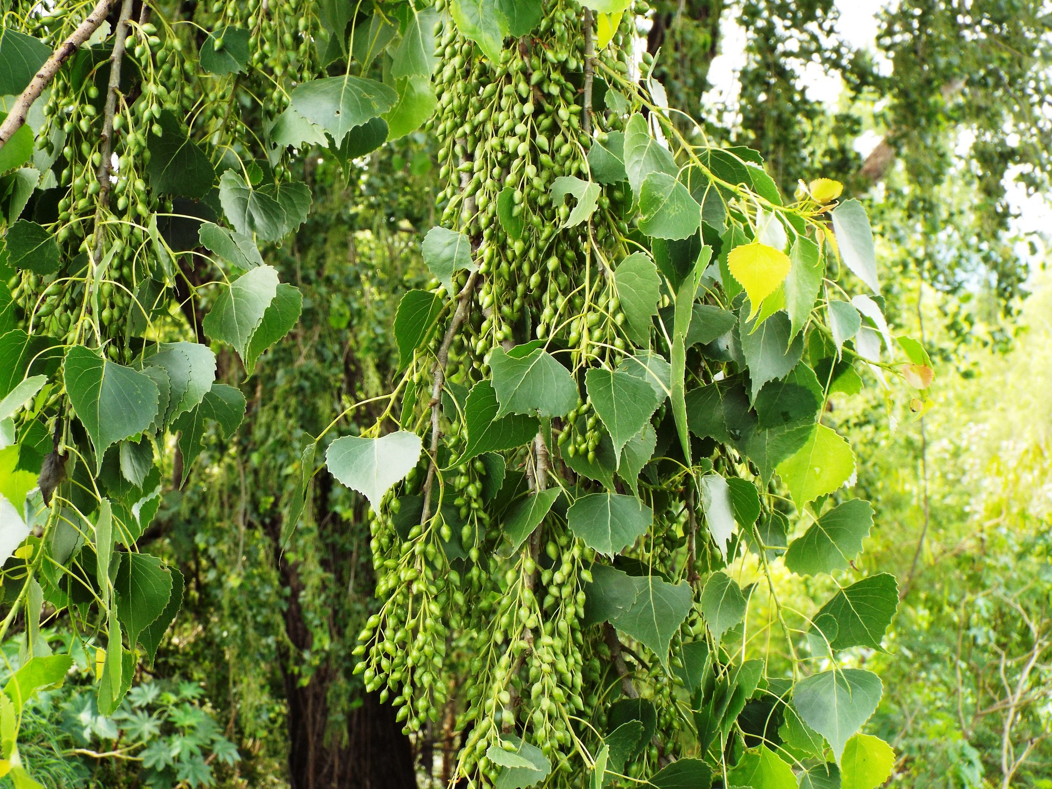 poplars, cottonwoods, and aspens (Genus Populus) · iNaturalist