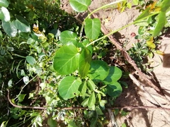 Cynanchum obtusifolium