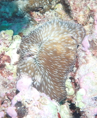 Lobactis scutaria
