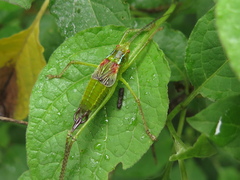 Pterophylla beltrani
