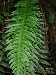 Plagiogyria stenoptera