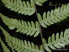 Metathelypteris gracilescens