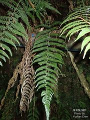 Metathelypteris gracilescens