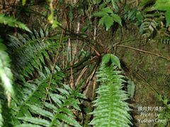 Plagiogyria stenoptera