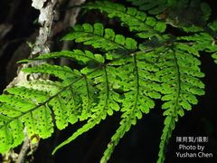 Athyrium arisanense