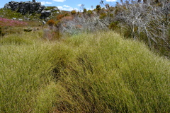 Anthochortus crinalis