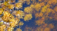 Sphagnum perichaetiale