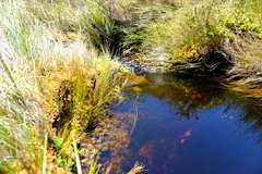 Sphagnum perichaetiale