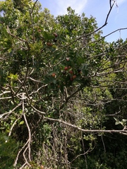 Harpephyllum caffrum