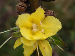 Verbascum simplex