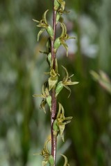 Prasophyllum suaveolens