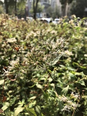 Eupatorium formosanum