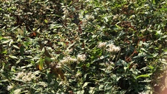 Eupatorium formosanum