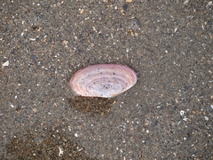 Gari lineolata