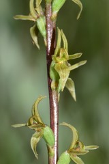 Prasophyllum suaveolens