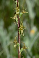 Prasophyllum suaveolens