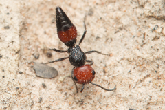 Ephutomorpha sanguineiceps