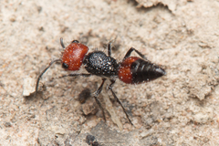 Ephutomorpha sanguineiceps