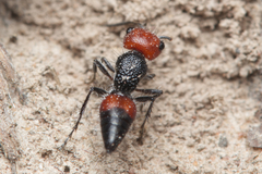 Ephutomorpha sanguineiceps