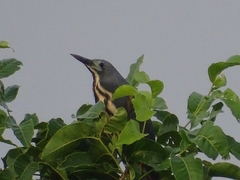 Ixobrychus sturmii