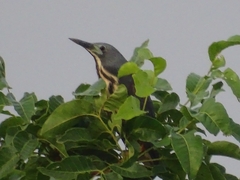 Ixobrychus sturmii
