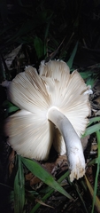 Agaricaceae