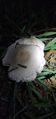 Agaricaceae