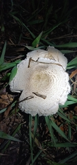 Agaricaceae
