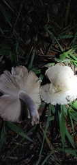 Agaricaceae