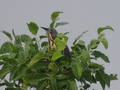 Ixobrychus sturmii