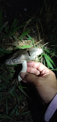 Agaricaceae