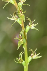 Prasophyllum suaveolens
