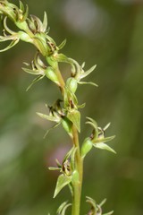 Prasophyllum suaveolens
