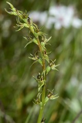 Prasophyllum suaveolens