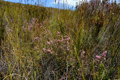 Erica grata