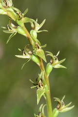 Prasophyllum suaveolens