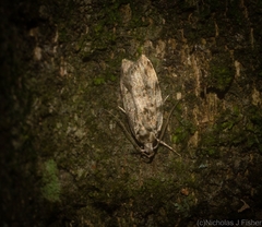 Barea nymphica