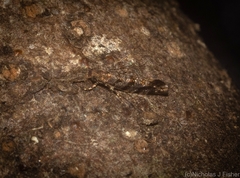 Parochmastis styracodes