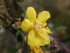 Verbascum simplex